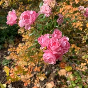 Meet your Posher, Mikey